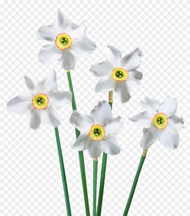 花卉剪贴画 春季白色水仙花png图片png图片素材免费下载 图片编号 Png素材网