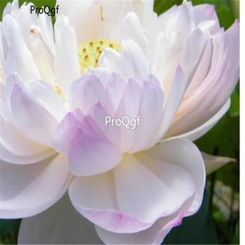 

Ngryise 100pcs lotus water lily Nelumbo