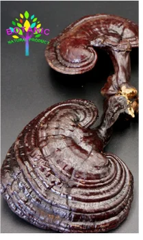 

250-1000g dry wild Ganoderma lucidum purple Ganoderma lucidum herbal medicine organic Ganoderma mushroom
