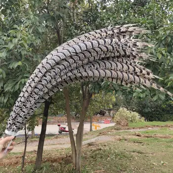 

Wholesale 5pcs Natural Lady Amherst Pheasant Feathers 32-36inch/80-90cm DIY Jewelry Craft Making Wedding Decoration