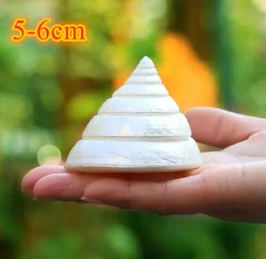 I Large natural sea shells beach shell specimen for fish tank fishing net schelp nautical home decor Wedding Party Decor Crafts - Цвет: I