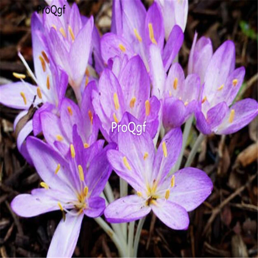 Ngryise набор из 3 предметов Colchicum autumnale