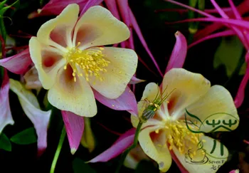 

European-Columbine Aquilegia-Viridiflora Lou-Dou-Cai