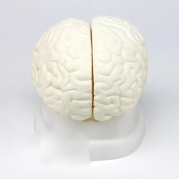 

Анатомическая модель мозга