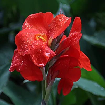 50 шт. свежий настоящий цветок Canna indica OoSementes - Цвет: 1