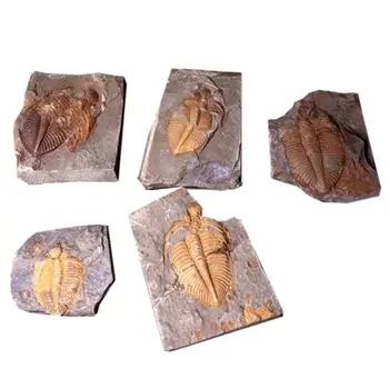 

Natural Trilobite-Fossil Crownworm Teaching Science Specimen with Wooden Box GXMB