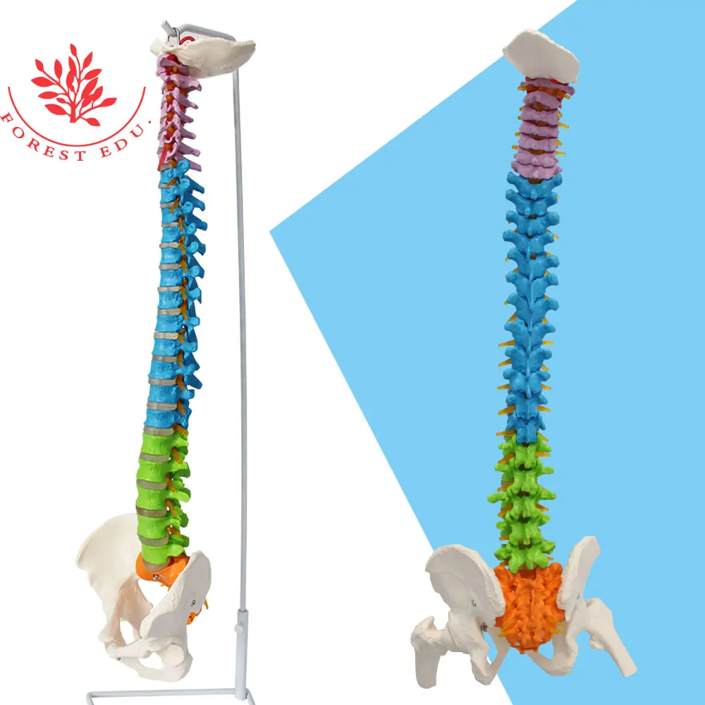Anatomy Spine Model 85cm FRT016 Flexible Bendable with Holder Stand Colored Vertebrae Lumbar with Nerves Medical Science
