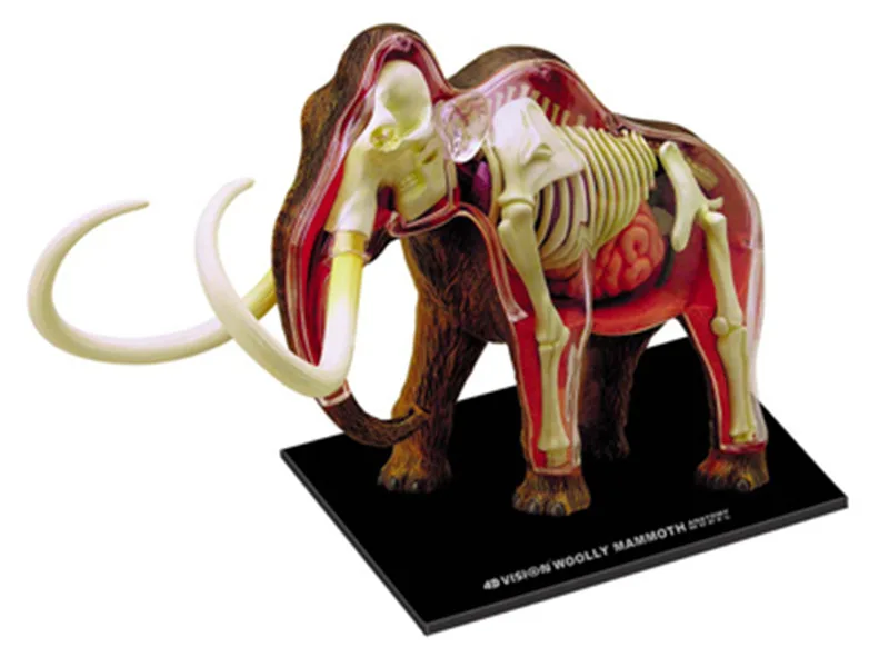 

4D MASTER Educational Assembled Toys Animal Mammut Organ Anatomy Medicine for Teaching Model
