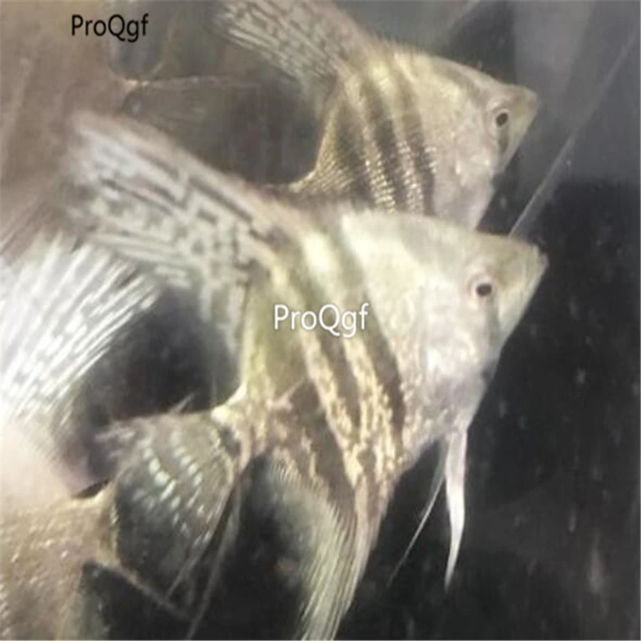 Ngryise 1 шт. набор pterophylum scalare