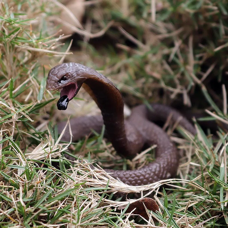 Твердая модель диких животных she wan ju King Cobra маленькая модель кобры земноводных ползающих животных украшения