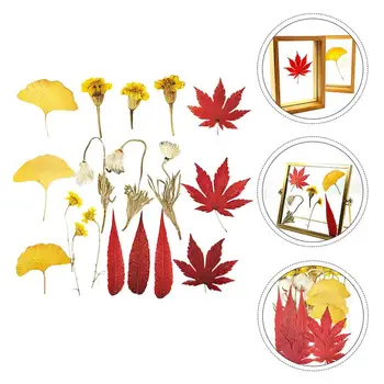 

18pcs Natural Dried Pressed Flowers Multiple Colorful Maple Leaves for DIY