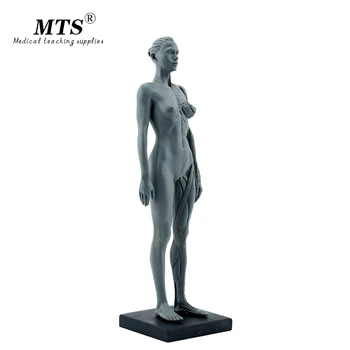 

Synthetic Resin Medicine Female Human Body Model Teaching Anatomy and Muscles Hospital Furniture Decoration Keychains