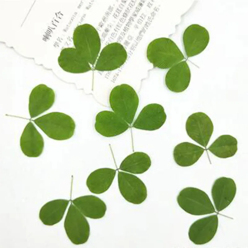 20 Buah Hijau Kering Ditekan Daun Tanaman Bunga Herbarium Untuk