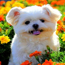 5d Сделай Сам Алмазная картина догзаказная роспись животных полный укроп мозаика вышивка крестиком вышивка украшение домашний декор