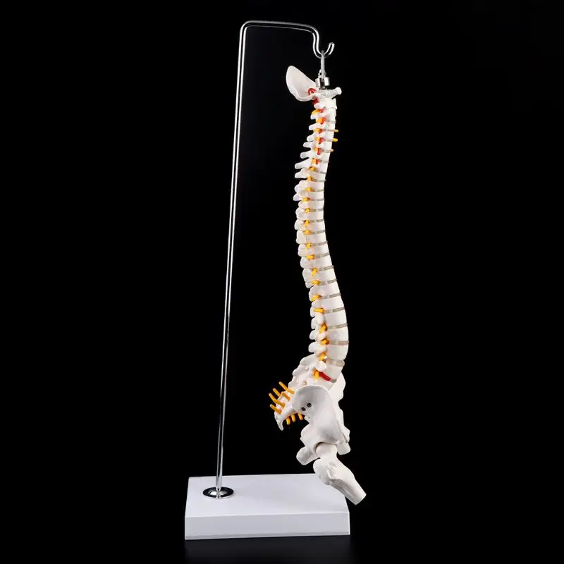 

45cm Flexible Human Spinal Column Vertebral Lumbar Curve Anatomical Model Anatomy Spine Teaching Tool
