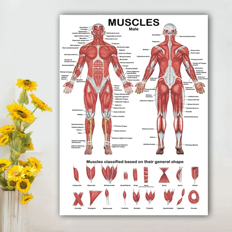 Muscular system anatomical poster muscle anatomy chart in front back