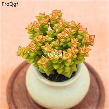 

Prodgf 10Pcs A Set Crassula Tom Thumb