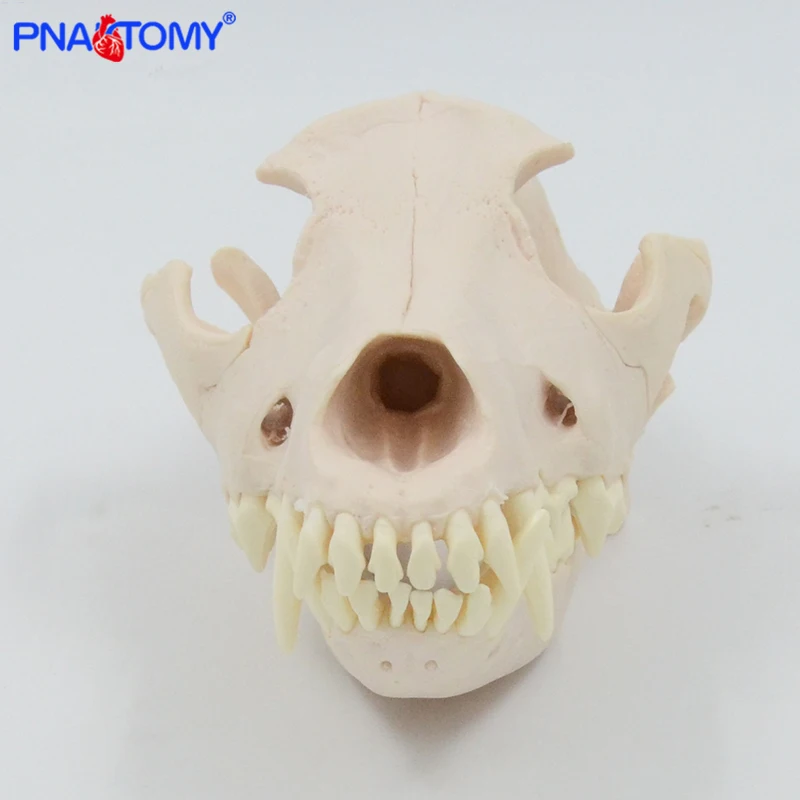 Canine Skull Anatomy Model 4