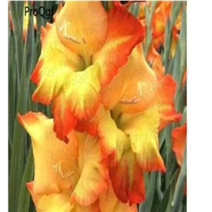Ngryise 10 шт набор Vaniot Houtt gladiolus лампочка - Цвет: 12