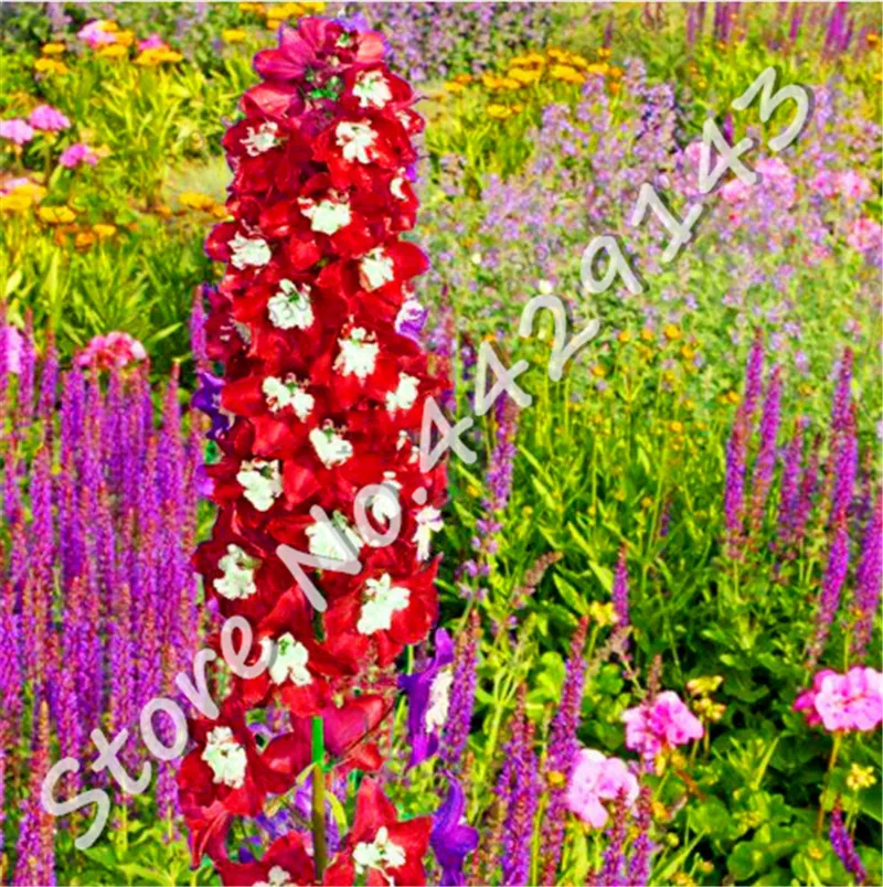 200 шт бонсай цветы дельфиниума красочные ракета Larkspur растения для дома садовые украшения бонсай посадки декоративных растений