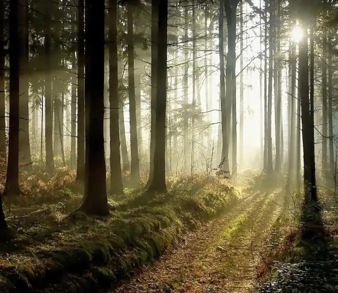 Customize Huge Wall Stickers Mysterious Forest Wall Mural Decals Creative Design For Home Deco Photo Wallpaper Poster Wall Paper Wall Stickers Aliexpress Customize Huge Wall Stickers Mysterious Forest Wall Mural Decals Creative Design For Home Deco Photo Wallpaper Poster Wall Paper Wall Stickers Aliexpress