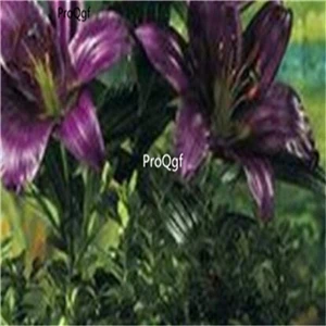 6 Prodgf 30 шт набор Lilium brownii Lily - Цвет: 6