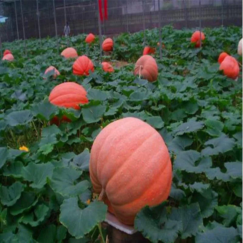 Water soluble plant growth regulator gibberellic acid tablet,10%,20% TB GA3 Plant Hormone Fertilizer for Plant