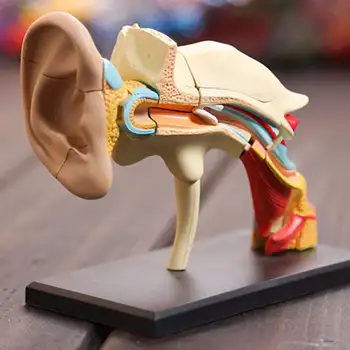 

106x90x59mm 4D Vision Human Ear Anatomy Model School Educational Medical Science Learning Tool Dental Decoration Teaching Model