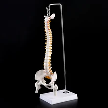 

45cm Flexible Human Spinal Column Vertebral Lumbar Curve Anatomical Model Anatomy Spine Medical Teaching Tool