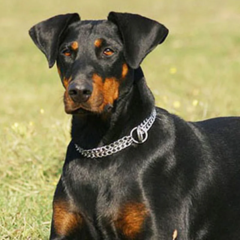 

Double Row Dog Chain Collar Material Iron Silver Twisted P-type Dogs Necklace for Pet Puppy Large Collar Martingale Pet Collars