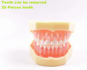 

1 Piece Children First Teeth Model Removable Full Milk Tooth Brush Dental Student Study Pink Soft Gum