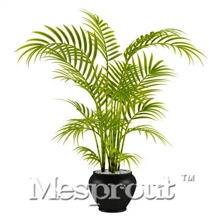 Лидер продаж Chrysalidocarpus Lutescens бонсай дерево бонсай «сделай сам» для дома и сада 5 шт./пакет растения для дома и сада