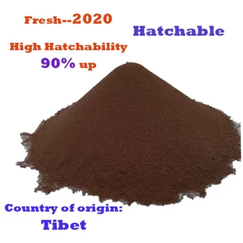 

Brine Shrimp Eggs Artemia 90% up Hatchability Originating in Tibet Salt Lake