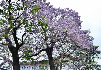 

Paulownia Tomentosa Empress Tree Mao Pao Tong