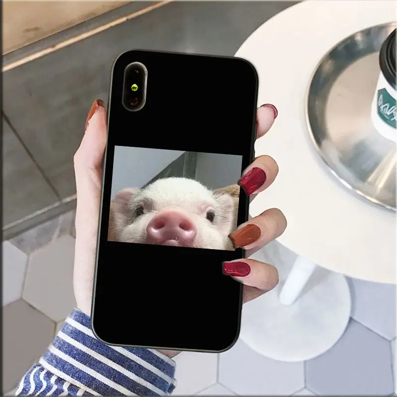 Cute Little Pink Pet Pig