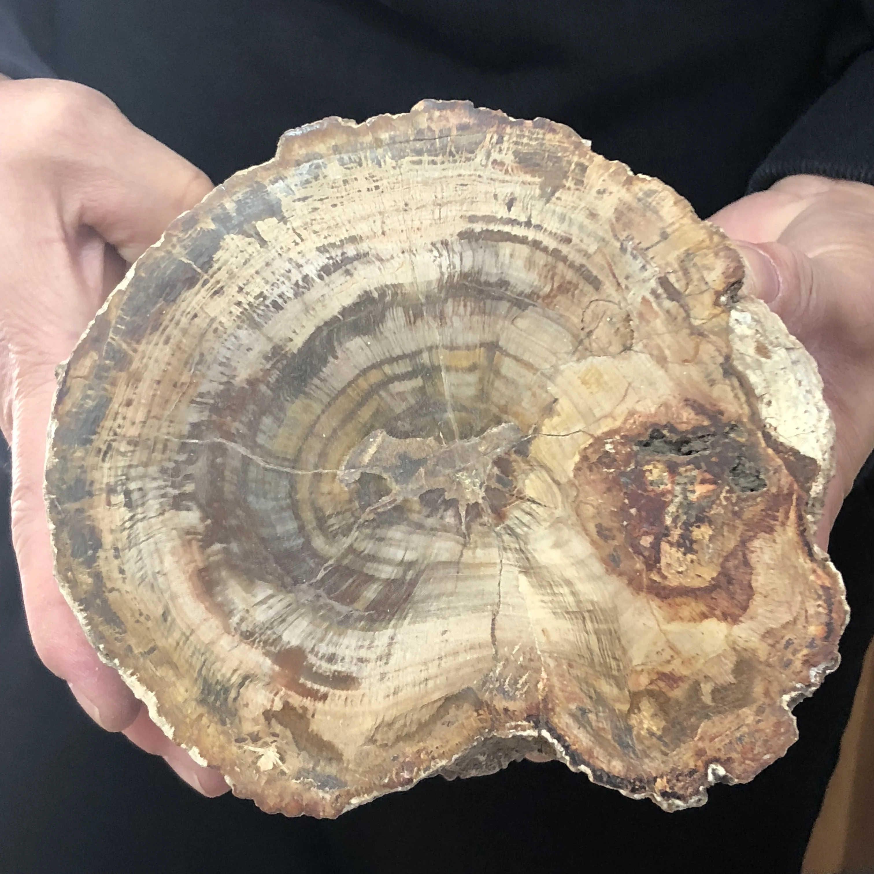 

Natural Petrified wood fossil original stone raw Rock Crystal Quartz Mineral Specimen Healing Reiki home Decor