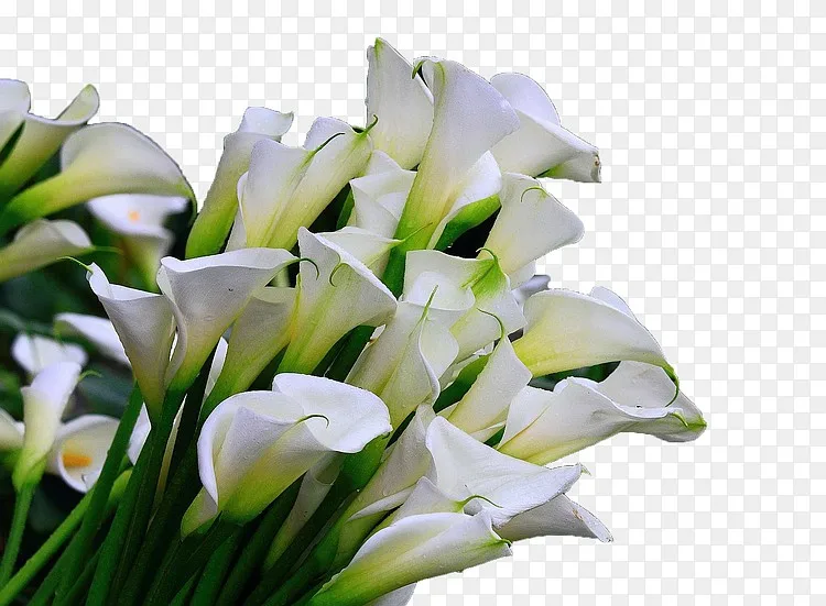 大束海芋花花束png图片素材免费下载 图片编号eqgpmvny Pngbag素材网