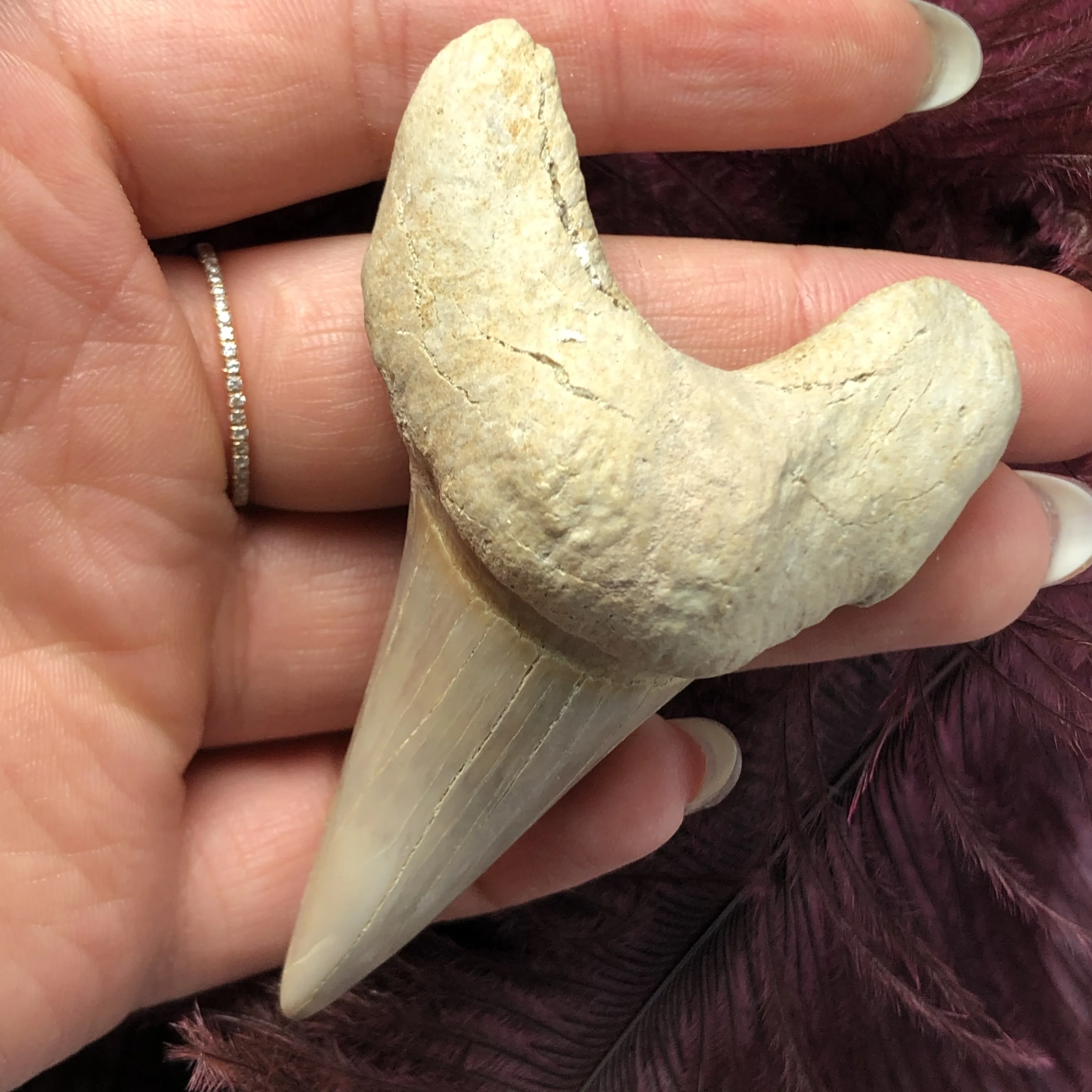 1 шт. огромный красивый Megalodon искусственный зуб зубы акулы|Камни| |