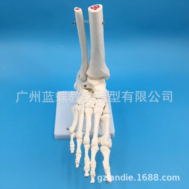 

1:1 Feet Joints Model Foot Bones Model Foot Joints Foot Bones Foot Model Foot Anatomical Structure