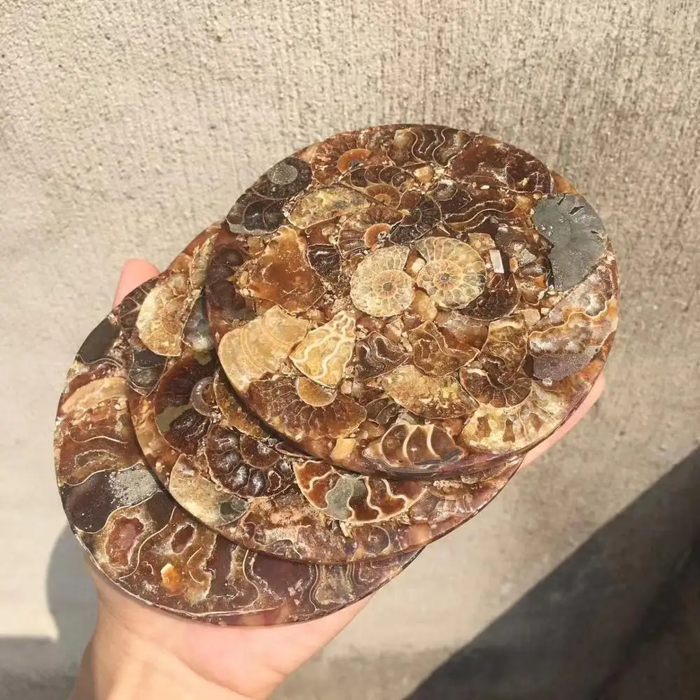 

115mm Natural Madagascar fossil Slices Plate Polished Split Ammonite Fossil Mineral