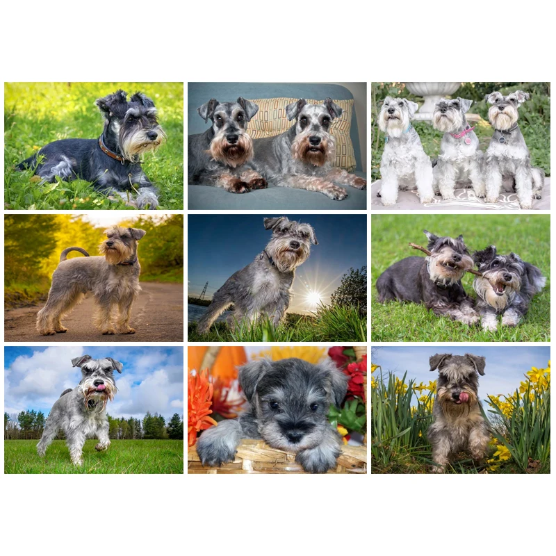 Schnauzer собака Алмазная картина по номеру Кристалл Стразы Daimond вышивка полный