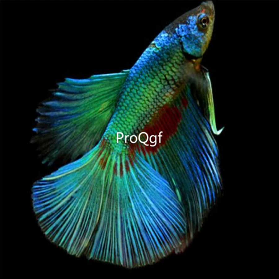Ngryise 1 шт. набор Таиланд fighting fishh - Цвет: 1