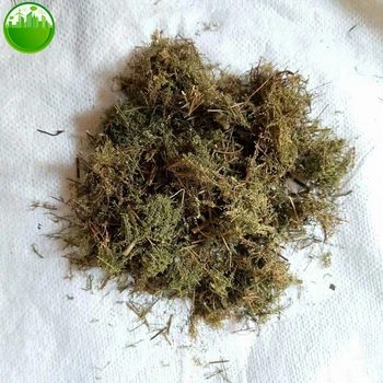 Artemisia Annua Artemisia Odora Dry Leaves Improve Kidney Function 3 Artemisia Annua Artemisia Odora Dry Leaves Improve Kidney Function