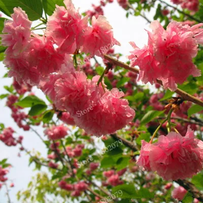 15 шт./пакет, редкие Sakura flores, Вишневое дерево растения, в японском стиле, большая сорта бонсай растения для дома и сада - Цвет: 1