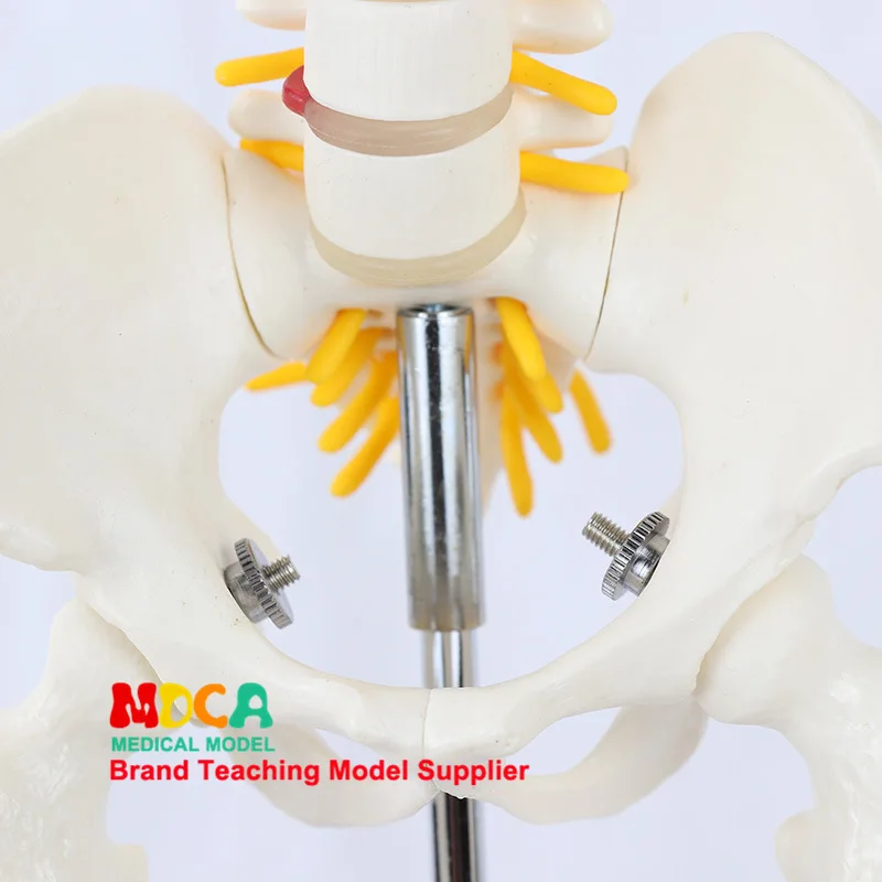 85cm Pillar Type Human Skeleton Spinal Nerve Model Medicine for Yoga Fitness Teach Learning Bone Model