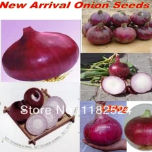 Китайский гигантский красный лук S овощи S(250 S