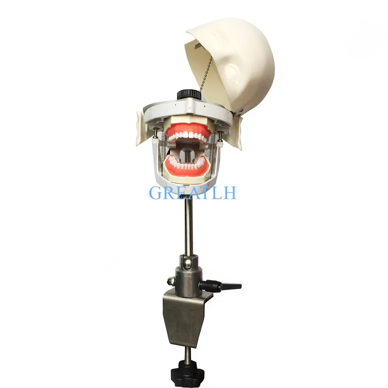 US $361.20 Dental Manikins And Models Phantom Head For For Teaching And Learning In Dental Classes Dental Student Model