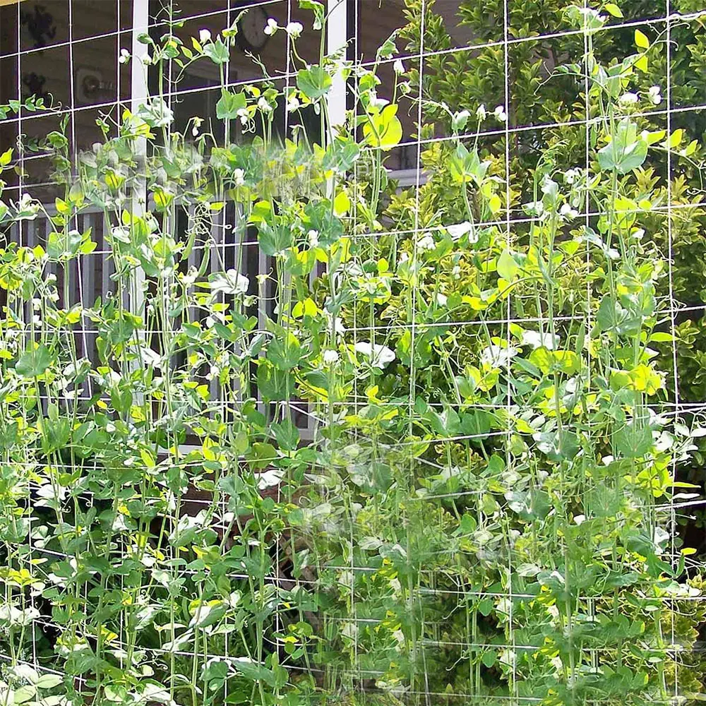 1 сумка садовая сетка Полиэстеровая для Утренней славы виноградные цветы садовые