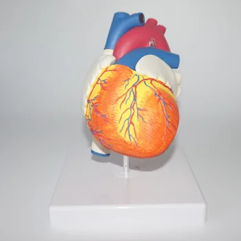 

Nature Size Human Heart Anatomical Medical Model