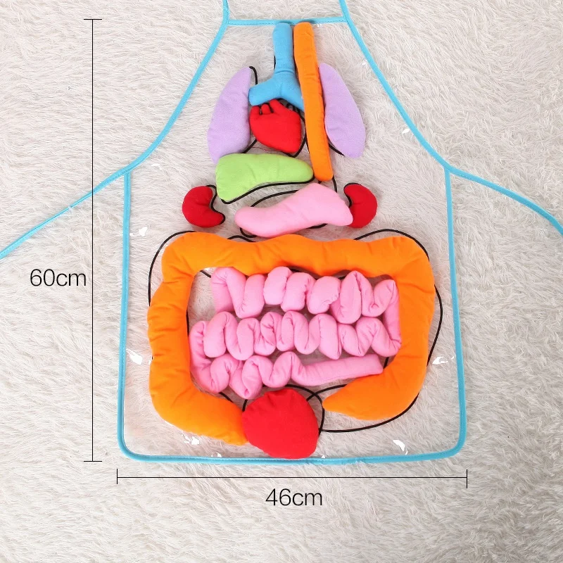 3D Organ Apron Anatomy Apron Human Body Organs Awareness Educational Toy for Home Preschool Teaching Tool